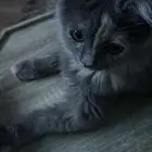 قطه انثى عمرها سنه رمادية