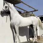 حصان واهو