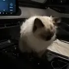 قطوه شيرازيه