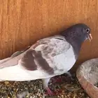 صنعاني صنف شيبه حجم صغير وصوت ناعم