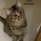 تبني عفيف قطه شيرازيه