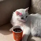 طالبه تزاوج