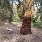 نخل صفري للبيع