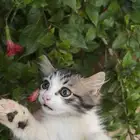 قطط صغيره