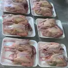 غاليل فرنسي مشاء الله تبارك الله