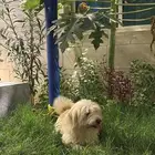 للبيع كلب مالتيز عمره سنه