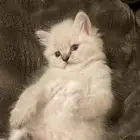 قطوه عمرها شهر ونص نوعها هملايا للبيع