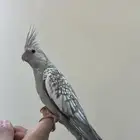 كروان هولندي تممم البيع