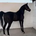مهر جاهز ع العسف لون ملكي ف السوق  التواصل واتس او سناب