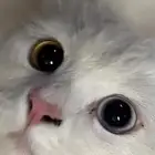 قط ضايع او متخلي عنه للتبني