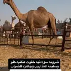 ضروبه سودانيه كنانيه كفو