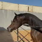 فحل متاح للتشبيه شامخ العناية