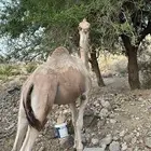 قعود