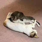 قطط للتبني بلدي لعوبيين