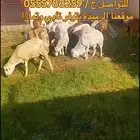 طليان رفيدي تربيه اسعار تنافسيه جدا