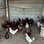 ديوك