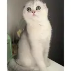 8 قطط للبيع سكوتش فولد ستريت لونق هير شيرازي هملايا انثى ذكر