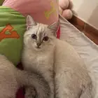 قطط سكوتش للبيع