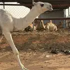 قعود فردي