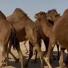 ابل للبيع سواحل العدد10