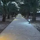 نخل طول مترين اللى ثلاثه متر حول200 نخله للبيع
