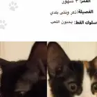 كتن للتبني