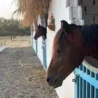 مربط الإعجاب للخيل العربية الأصيلة
