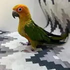 فرخ صن كنيور