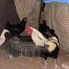 دجاج براهما طقم