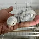 فروخ روز غر