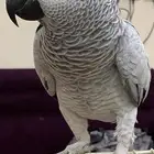 ببغاء كاسكو