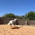 فرس واهو