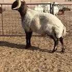 فحل نعيمي مشروط