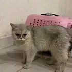 قطتين سكوتش للتبني