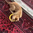 قطو ذكر للتبني