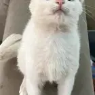 قط كتن للتبني