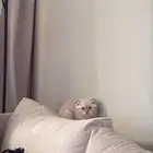 قطه