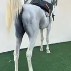 حصان شعبي العمر من 4 الي 5 السلامه شرط الرقم