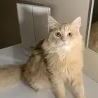 بسه لتبني