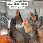 دجاج للبيع