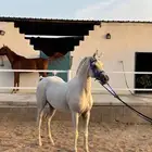 خيل عربي اصيل