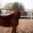 مهر شعبي