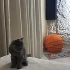 قطه