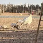 دجاج رومي