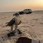 طير
