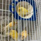 طائر كناري