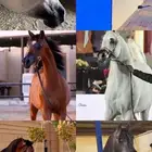 حلاقة خيل جمال و جسم