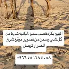 بكره مفروده قصب لبانيه شرط من كل شي