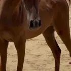 مهرة فاخرة