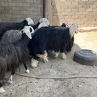 ضان نجد للبيع